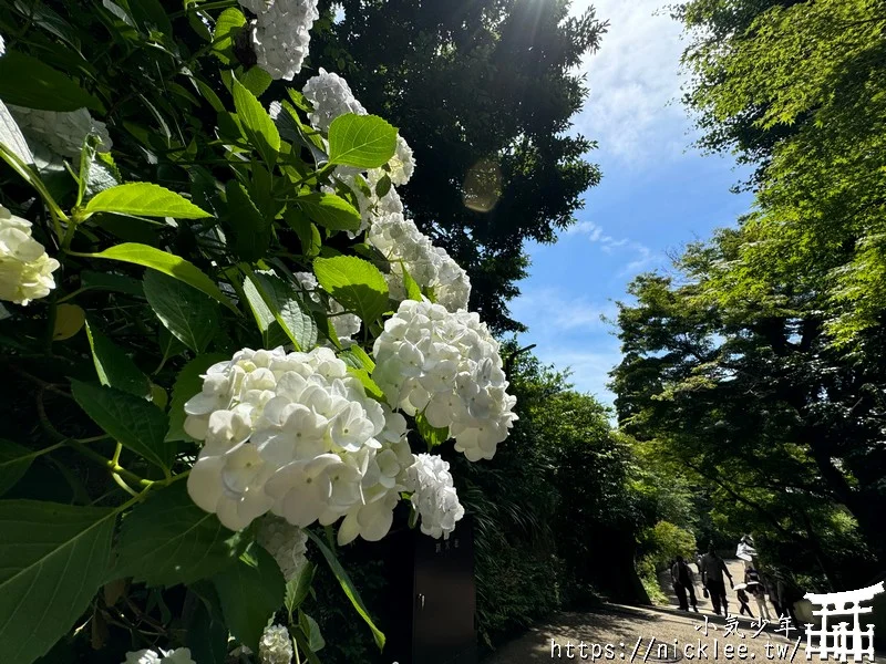 鎌倉圓覺寺-遊客不多的鎌倉紫陽花景點,遊客是明月院的5分之1不到