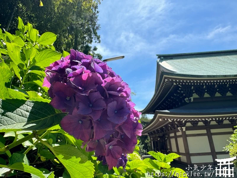 鎌倉圓覺寺-遊客不多的鎌倉紫陽花景點,遊客是明月院的5分之1不到