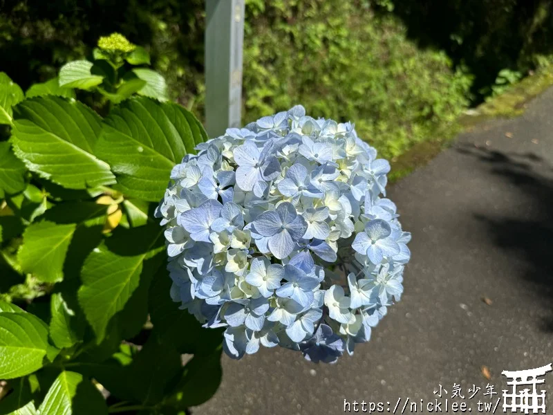 鎌倉圓覺寺-遊客不多的鎌倉紫陽花景點,遊客是明月院的5分之1不到