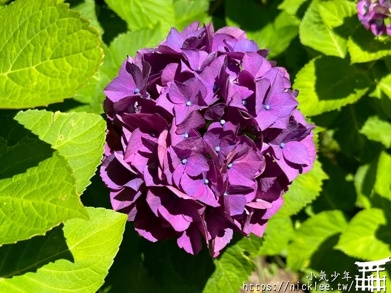 鎌倉圓覺寺-遊客不多的鎌倉紫陽花景點,遊客是明月院的5分之1不到