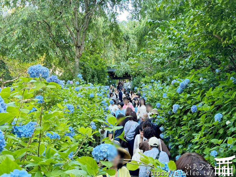 鎌倉圓覺寺-遊客不多的鎌倉紫陽花景點,遊客是明月院的5分之1不到