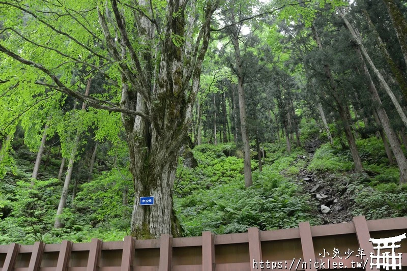 富山交通-黑部峽谷鐵道|行駛於日本最深的V字型峽谷|2025年只能坐到貓又站