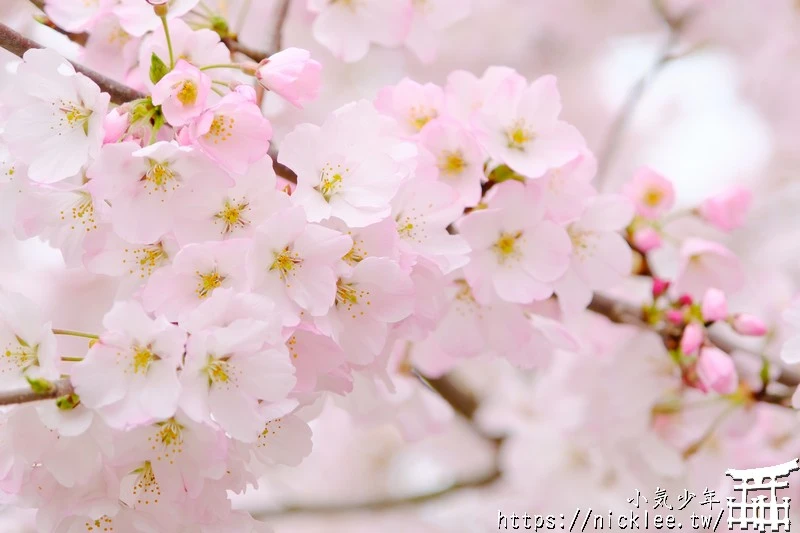 2026日本櫻花開花預測-櫻花最前線-日本賞櫻旅遊安排參考