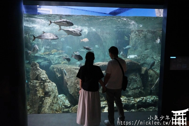 神戶景點-神戶須磨海洋世界-海豚館,虎鯨館必看|門票,營業時間,交通方法