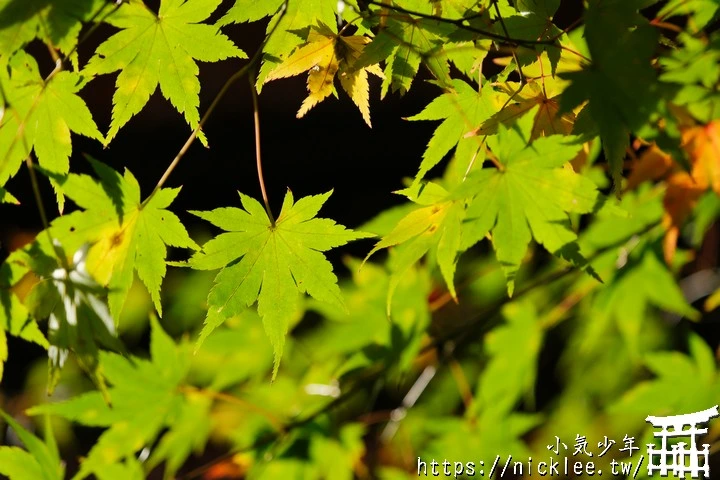 大原寶泉院-靜謐幽雅的庭園,有空可與三千院一起安排