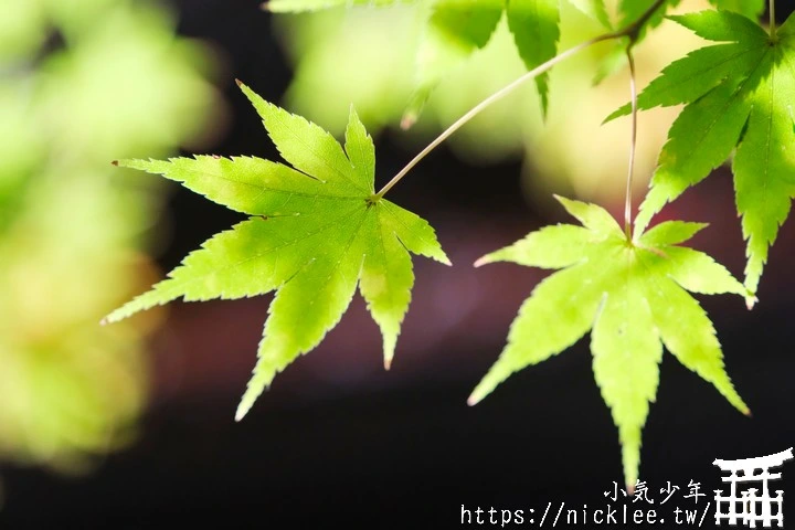 大原寶泉院-靜謐幽雅的庭園,有空可與三千院一起安排