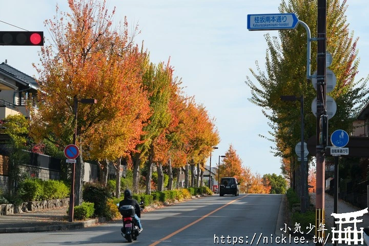 桂坂紅葉並木道-京都最先變紅的賞楓景點