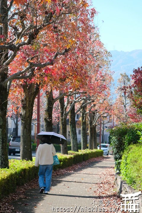 桂坂紅葉並木道-京都最先變紅的賞楓景點