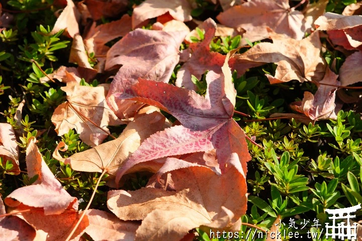桂坂紅葉並木道-京都最先變紅的賞楓景點
