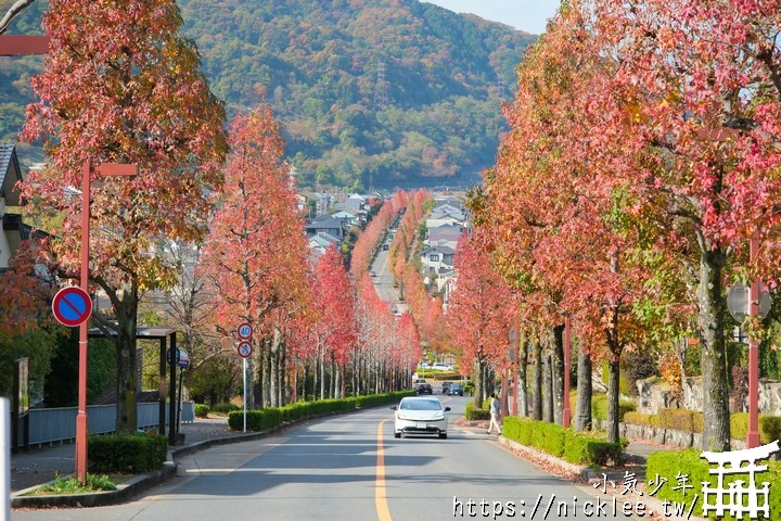 桂坂紅葉並木道-京都最先變紅的賞楓景點