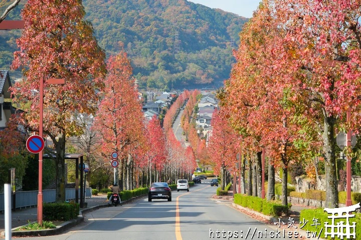桂坂紅葉並木道-京都最先變紅的賞楓景點