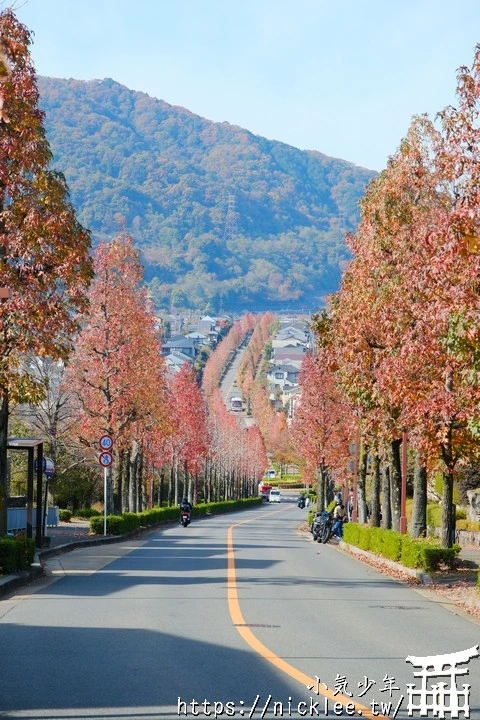 桂坂紅葉並木道-京都最先變紅的賞楓景點