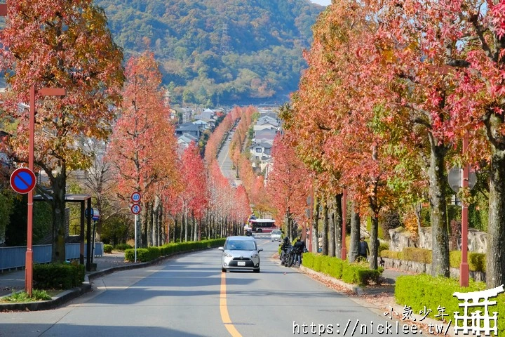 桂坂紅葉並木道-京都最先變紅的賞楓景點