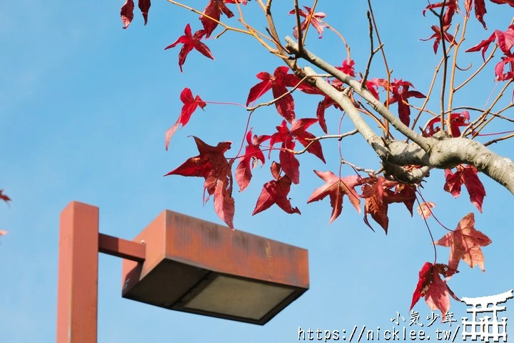 桂坂紅葉並木道-京都最先變紅的賞楓景點