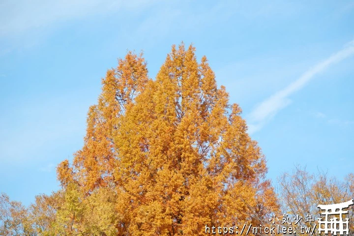 桂坂紅葉並木道-京都最先變紅的賞楓景點