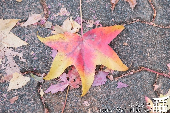 桂坂紅葉並木道-京都最先變紅的賞楓景點