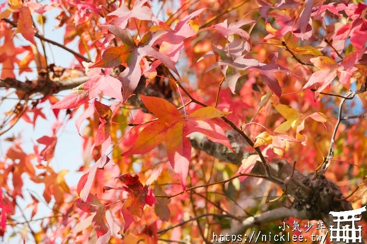 桂坂紅葉並木道-京都最先變紅的賞楓景點