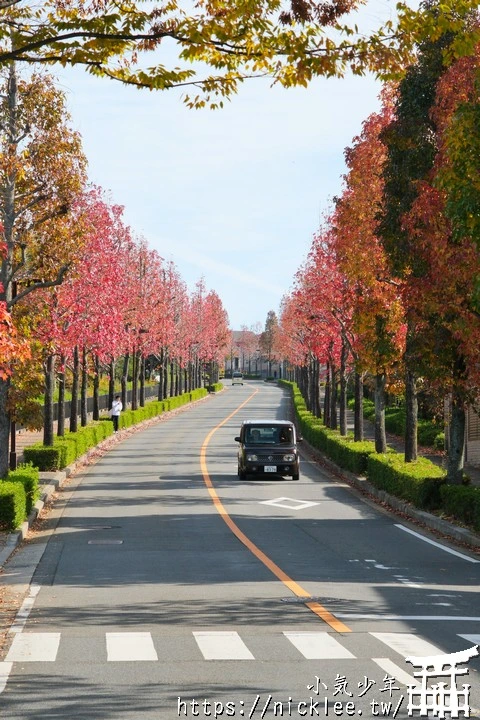 桂坂紅葉並木道-京都最先變紅的賞楓景點