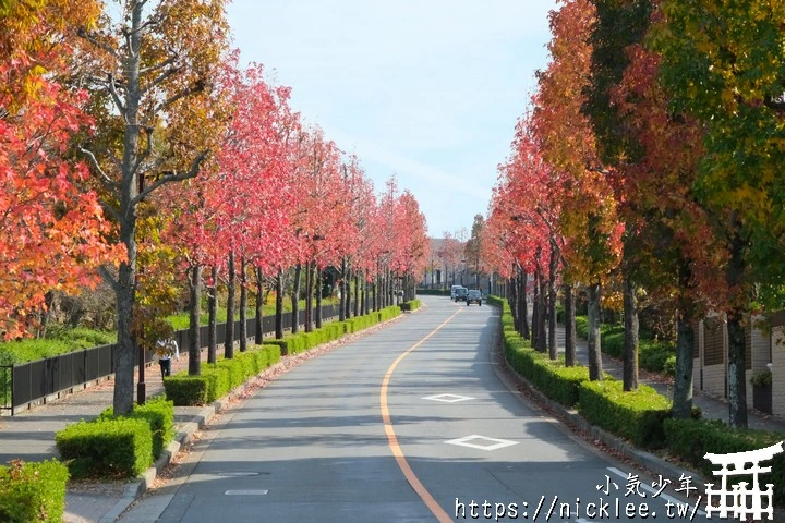 桂坂紅葉並木道-京都最先變紅的賞楓景點
