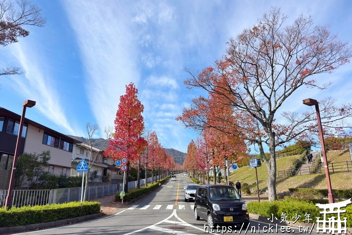 桂坂紅葉並木道-京都最先變紅的賞楓景點