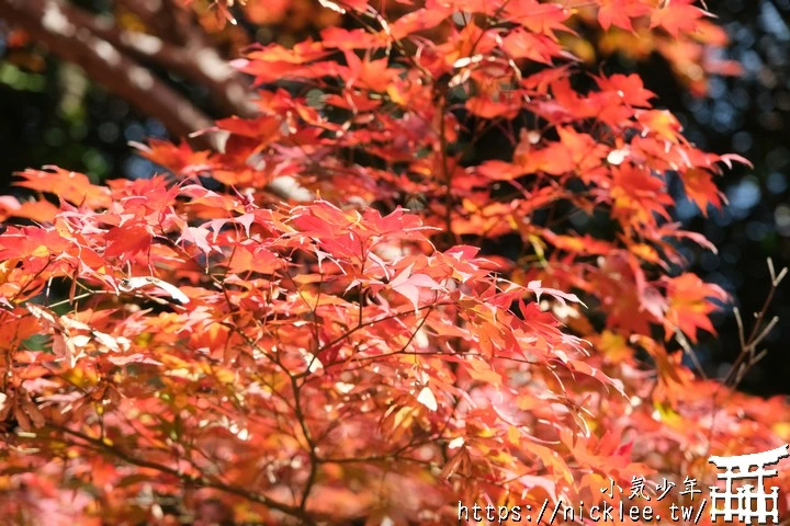 京都大原野神社-春日大社第一分社,有「京春日」之稱,亦為「源氏物語」故事場景之一