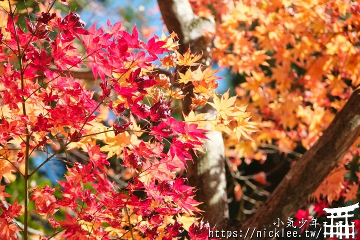 京都大原野神社-春日大社第一分社,有「京春日」之稱,亦為「源氏物語」故事場景之一