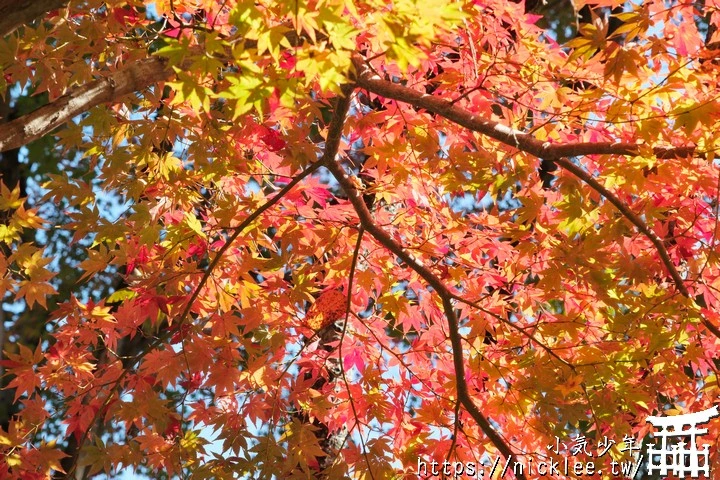 京都大原野神社-春日大社第一分社,有「京春日」之稱,亦為「源氏物語」故事場景之一