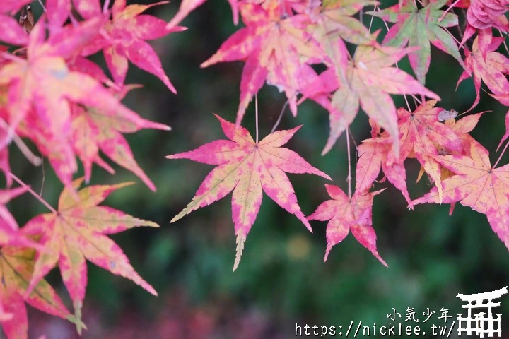 京都賞楓景點-大原三千院-順便欣賞少見的京都鄉下田原風光
