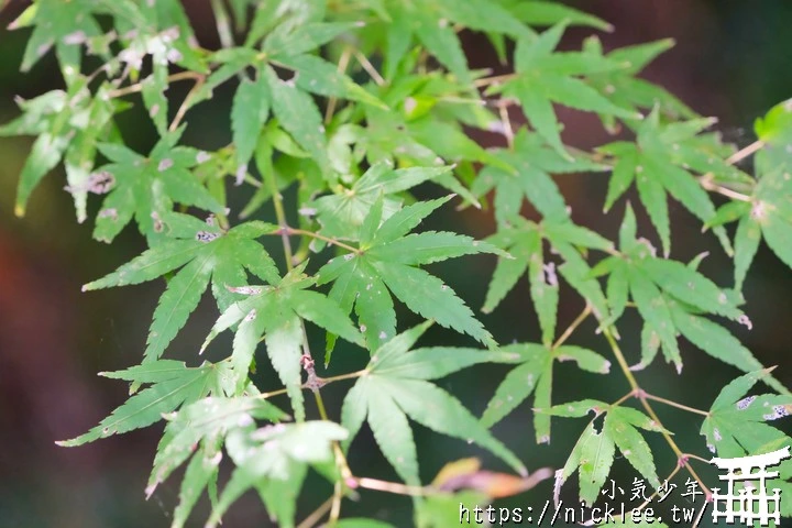 京都賞楓景點-大原三千院-順便欣賞少見的京都鄉下田原風光