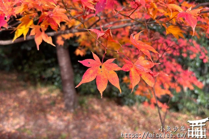 京都賞楓景點-大原三千院-順便欣賞少見的京都鄉下田原風光