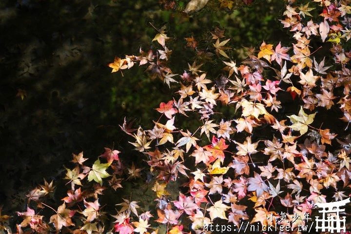 京都賞楓景點-大原三千院-順便欣賞少見的京都鄉下田原風光