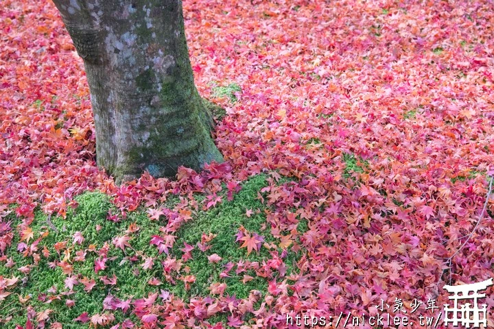 京都賞楓景點-大原三千院-順便欣賞少見的京都鄉下田原風光