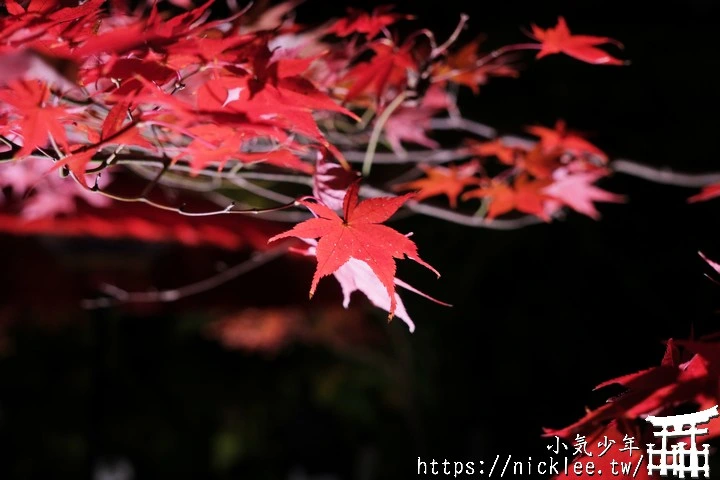 石山寺夜楓-賞楓氣氛不錯,還有手提燈籠提供拍照,重點是遊客不多