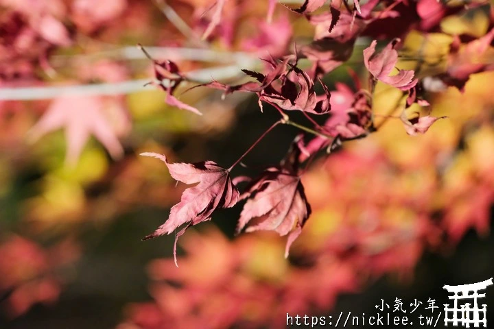 石山寺夜楓-賞楓氣氛不錯,還有手提燈籠提供拍照,重點是遊客不多
