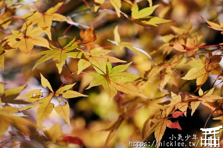 石山寺夜楓-賞楓氣氛不錯,還有手提燈籠提供拍照,重點是遊客不多