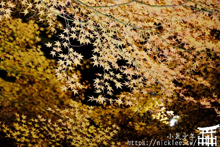 石山寺夜楓-賞楓氣氛不錯,還有手提燈籠提供拍照,重點是遊客不多