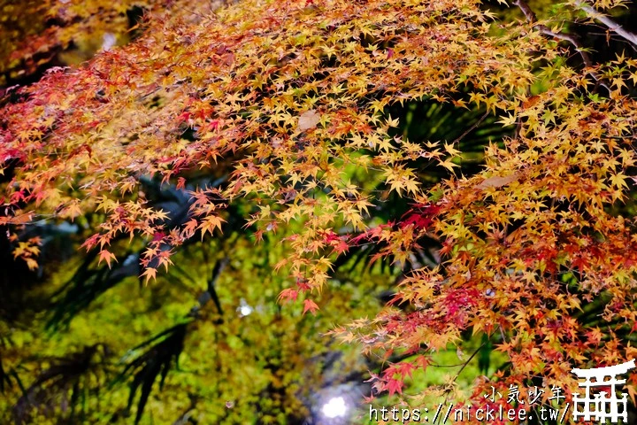 石山寺夜楓-賞楓氣氛不錯,還有手提燈籠提供拍照,重點是遊客不多