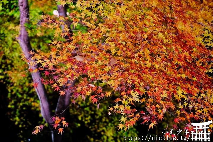 石山寺夜楓-賞楓氣氛不錯,還有手提燈籠提供拍照,重點是遊客不多
