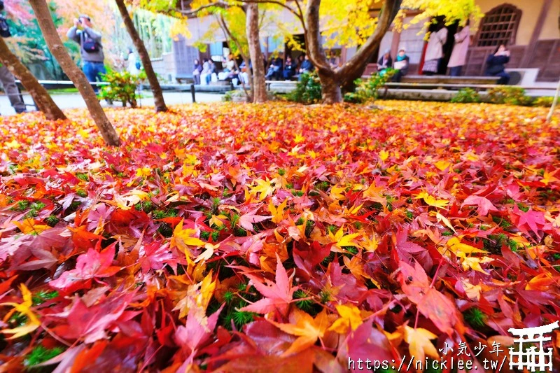 京都賞楓、紅葉、夜楓情報