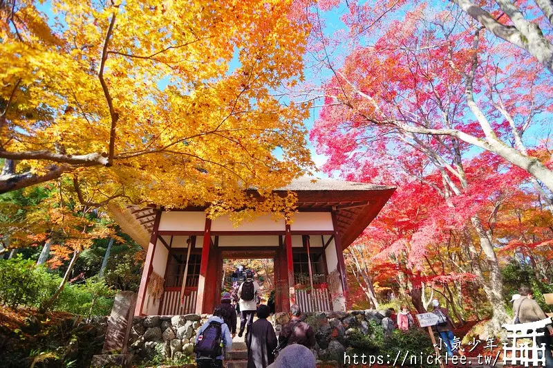 京都賞楓、紅葉、夜楓情報-2023年版