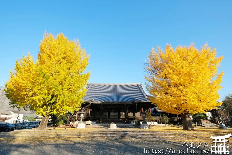 京都賞楓、紅葉、夜楓情報-2023年版