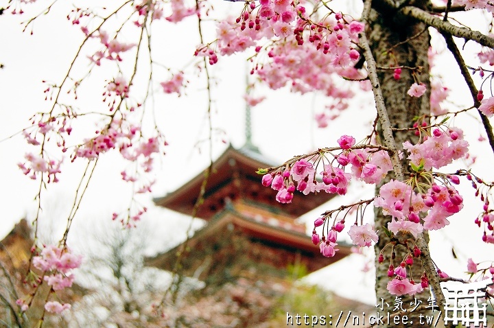 京都清水寺一日行程-附近景點推薦與2023夜櫻夜楓資訊