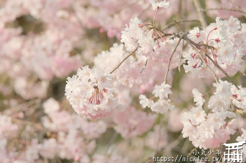 京都行程懶人包- 賞櫻、賞楓都適宜的南禪寺路線