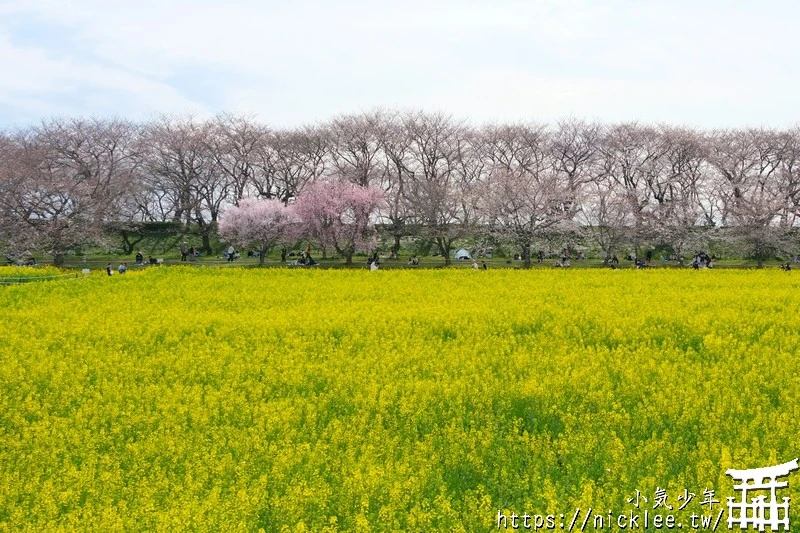 埼玉賞櫻景點-幸手權現堂櫻堤-可同時欣賞1000株吉野櫻與整片油菜花一起盛開的場面