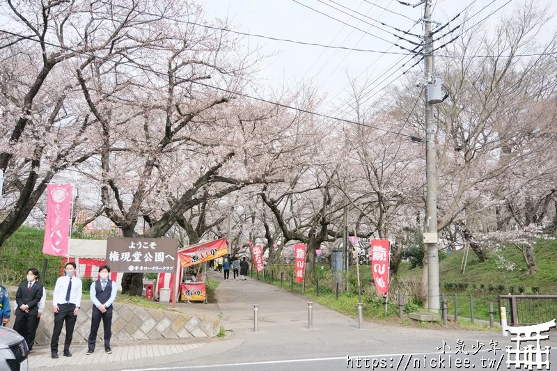 埼玉賞櫻景點-幸手權現堂櫻堤-可同時欣賞1000株吉野櫻與整片油菜花一起盛開的場面