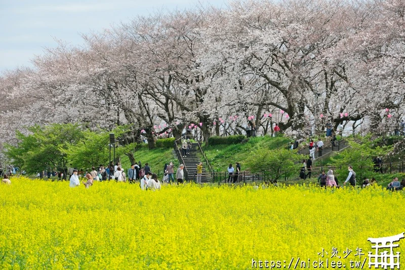 埼玉賞櫻景點-幸手權現堂櫻堤-可同時欣賞1000株吉野櫻與整片油菜花一起盛開的場面