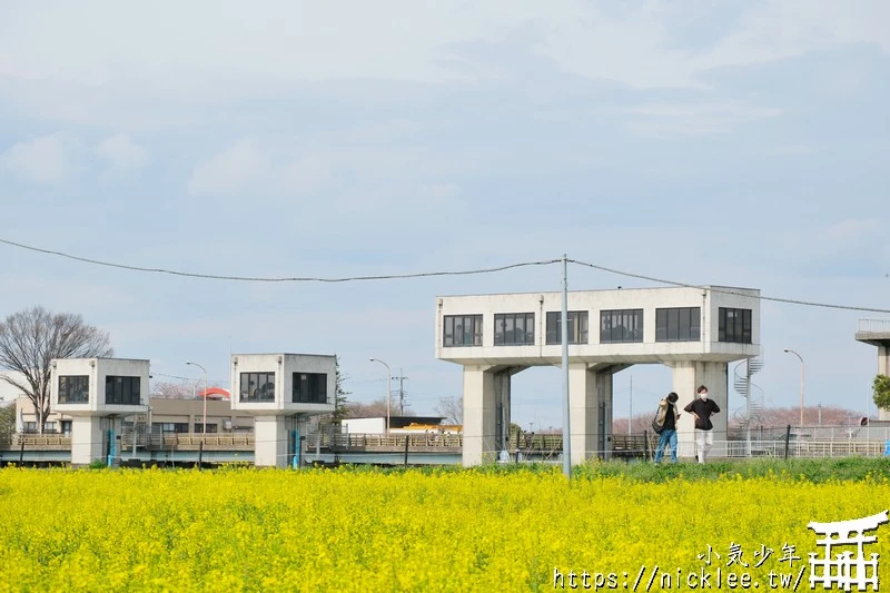 埼玉賞櫻景點-幸手權現堂櫻堤-可同時欣賞1000株吉野櫻與整片油菜花一起盛開的場面