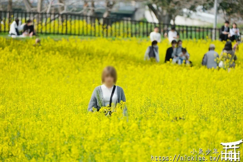 埼玉賞櫻景點-幸手權現堂櫻堤-可同時欣賞1000株吉野櫻與整片油菜花一起盛開的場面