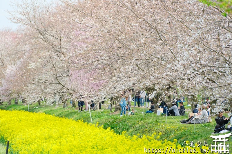 埼玉賞櫻景點-幸手權現堂櫻堤-可同時欣賞1000株吉野櫻與整片油菜花一起盛開的場面