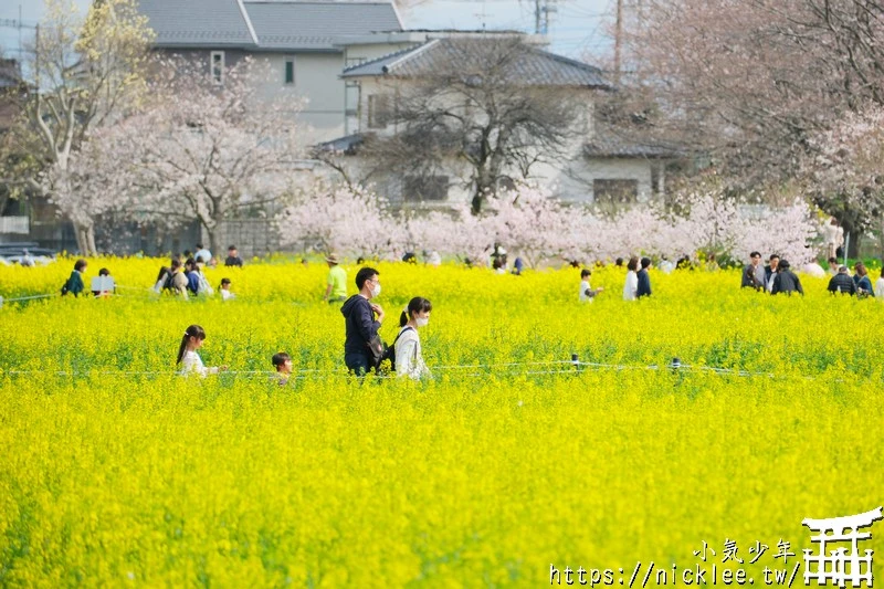 埼玉賞櫻景點-幸手權現堂櫻堤-可同時欣賞1000株吉野櫻與整片油菜花一起盛開的場面